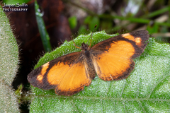 Tegosa anieta