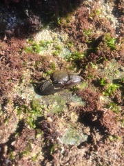 Petrolisthes cabrilloi
