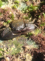 Petrolisthes cabrilloi