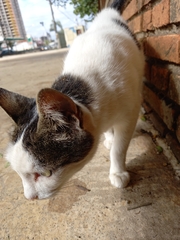 Felis catus