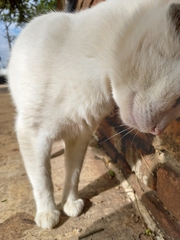 Felis catus