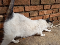 Felis catus