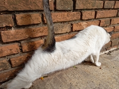 Felis catus