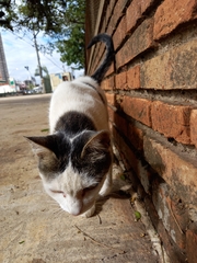 Felis catus