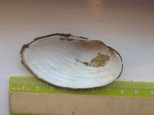 Pyganodon cataracta