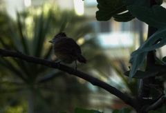 Thamnophilus doliatus