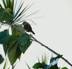 Thamnophilus doliatus