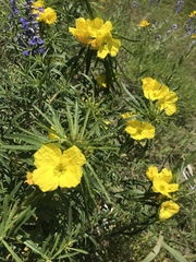 Oenothera berlandieri