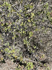 Ceanothus verrucosus