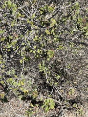 Ceanothus verrucosus