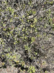 Ceanothus verrucosus