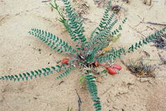 Astragalus longipetalus