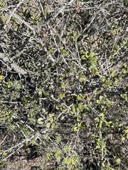 Ceanothus verrucosus