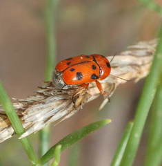 Cryptocephalus kokanda