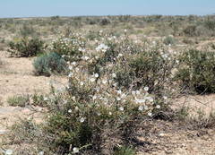 Convolvulus fruticosus