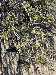 Ceanothus verrucosus