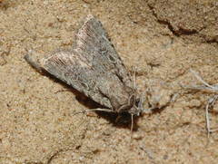 Dichagyris orientis