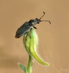 Nemonyx lepturoides