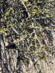 Ceanothus verrucosus