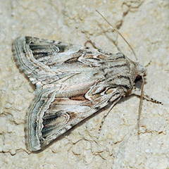 Enterpia picturata