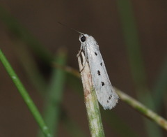 Ethmia quadrinotella