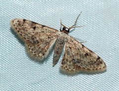 Glossotrophia sacraria