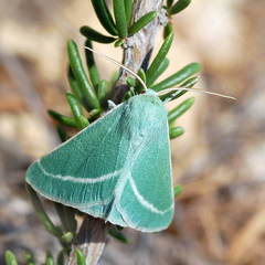 Holoterpna diagrapharia