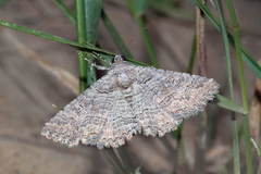 Pericyma albidentaria