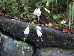 Adenophora triphylla