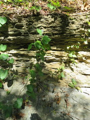 Aristolochia tomentosa