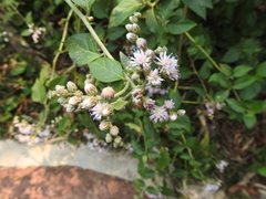 Cyrtocymura scorpioides