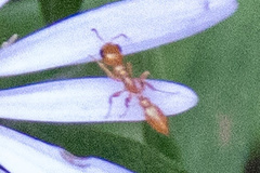 Pseudomyrmex pallidus
