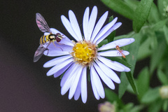 Pseudomyrmex pallidus