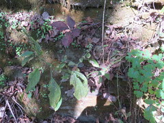 Dicliptera brachiata