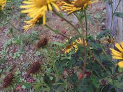 Pentanema britannica