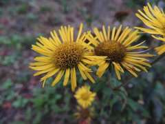 Pentanema britannica