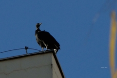 Coragyps atratus