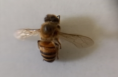 Apis mellifera