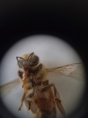 Apis mellifera