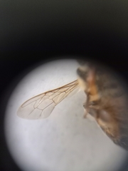 Apis mellifera