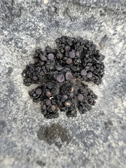 Enchylium polycarpon