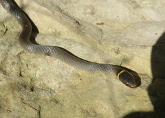 Diadophis punctatus stictogenys