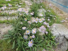 Aster koraiensis
