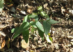 Spigelia marilandica