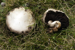 Agaricus porphyrocephalus pallidus