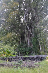 Ficus prolixa