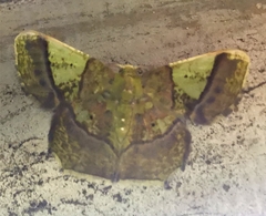 Neagathia corruptata