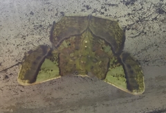 Neagathia corruptata