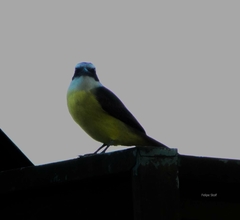 Pitangus sulphuratus