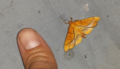 Anarmodia